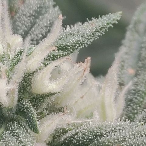 Gorilla Glue 4 growlog photo: Final stretch
