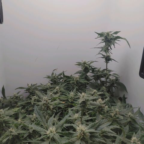 Gorilla Glue 4 growlog photo: Final stretch