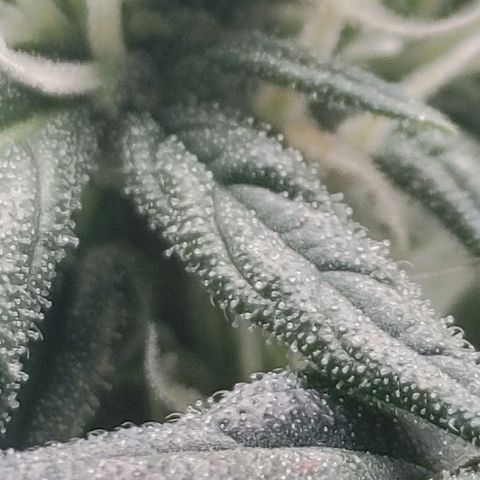 Gorilla Glue 4 growlog photo: Trich Check