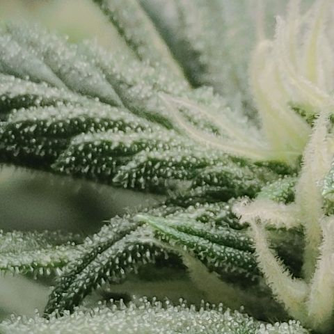 Gorilla Glue 4 growlog photo: Trich Check