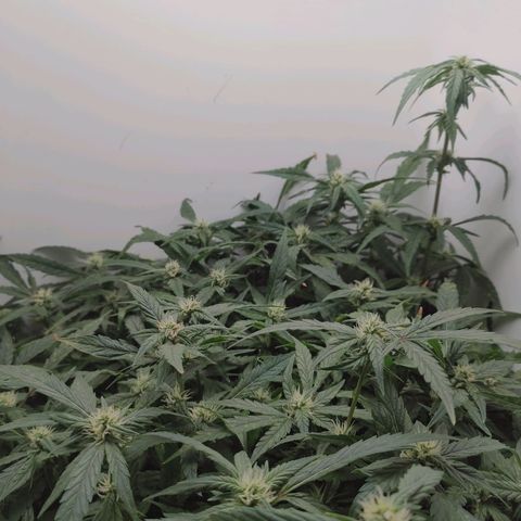 Gorilla Glue 4 growlog timeline photo