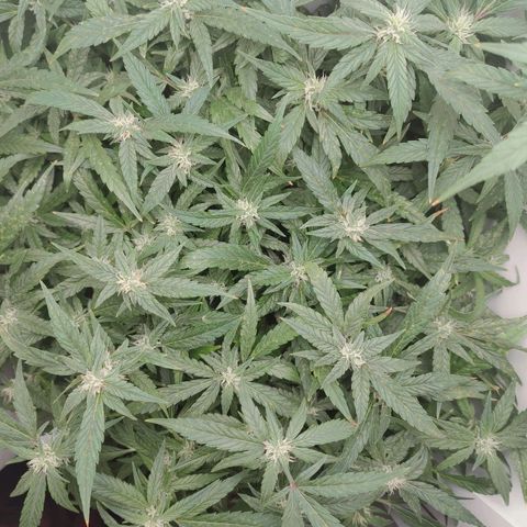 Gorilla Glue 4 growlog timeline photo