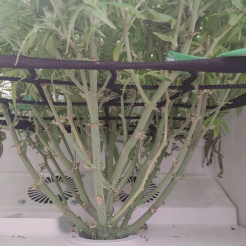 Gorilla Glue 4 growlog timeline photo