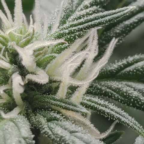 Gorilla Glue 4 growlog timeline photo