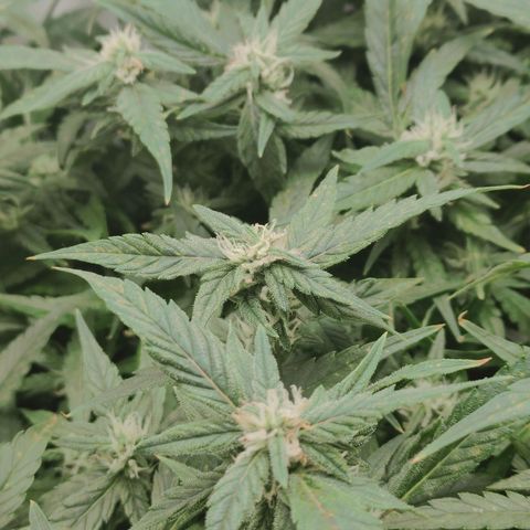 Gorilla Glue 4 growlog timeline photo
