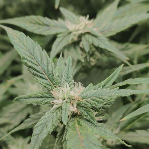 Gorilla Glue 4 growlog timeline photo