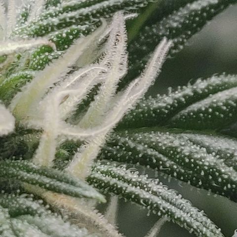 Gorilla Glue 4 growlog timeline photo