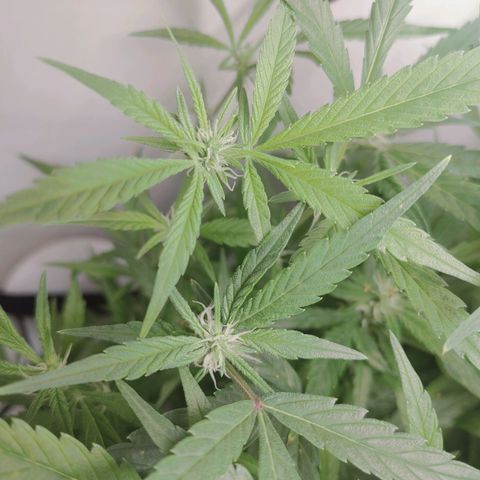 Gorilla Glue 4 growlog timeline photo