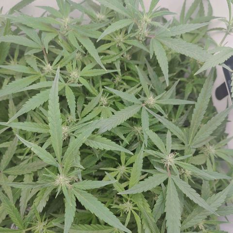 Gorilla Glue 4 growlog timeline photo