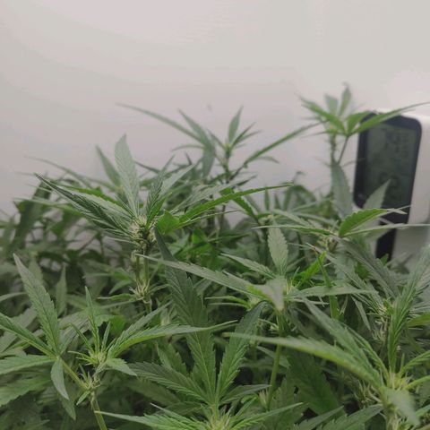 Gorilla Glue 4 growlog timeline photo