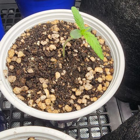 Degusta #1 growlog photo: 09h23