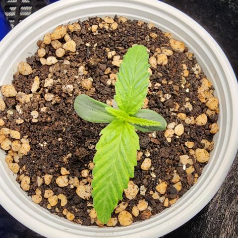 Degusta #1 growlog photo: 08h45
