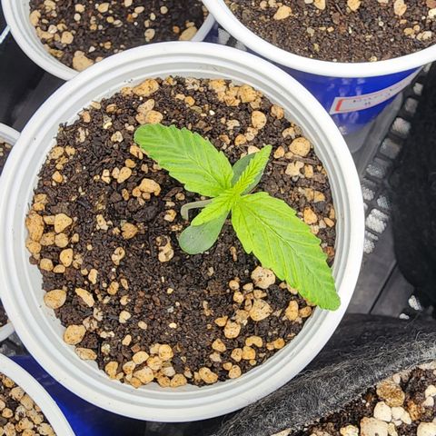 Degusta #1 growlog photo: 08h58