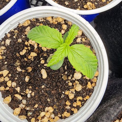 Degusta #1 growlog photo: 10h33