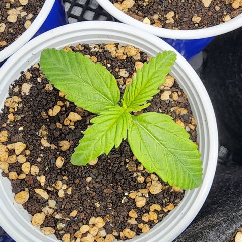 Degusta #1 growlog photo: 09h19