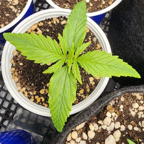 Degusta #1 growlog photo: 08h11