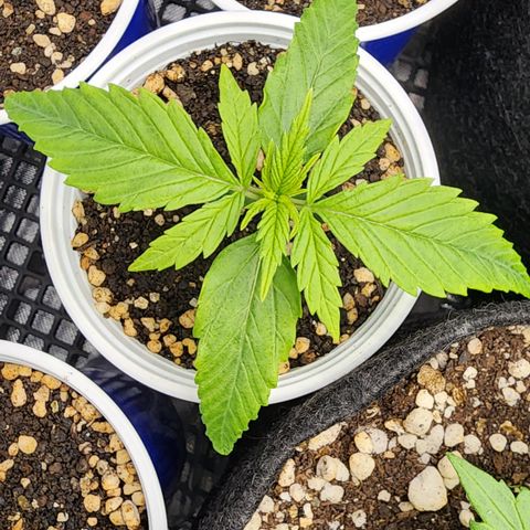 Degusta #1 growlog photo: 07h39 | solo úmido 