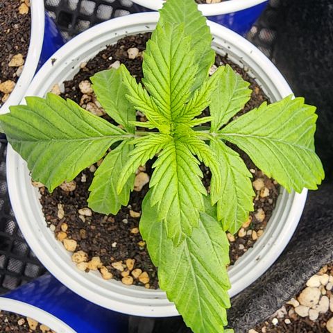 Degusta #1 growlog photo: 10h41