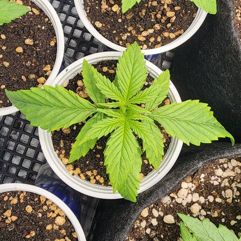 Degusta #1 growlog photo: 08h43