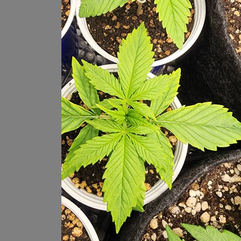 Degusta #1 growlog photo: 08h56