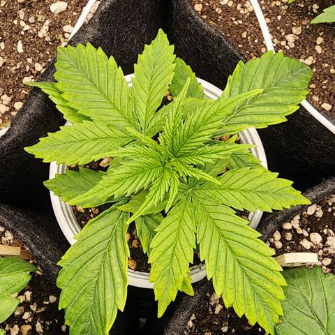 Degusta #1 growlog photo: 08h37 | folhas levemente claras nas bordas
