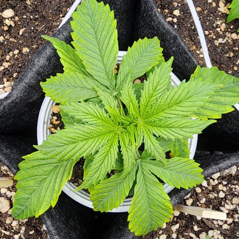 Degusta #1 growlog photo: 09h52