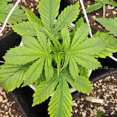 Degusta #1 growlog photo: 09h21