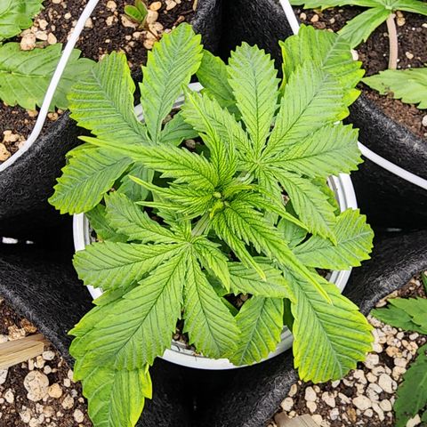 Degusta #1 growlog photo: 09h14
