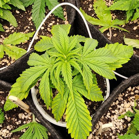 Degusta #1 growlog photo: 11h20