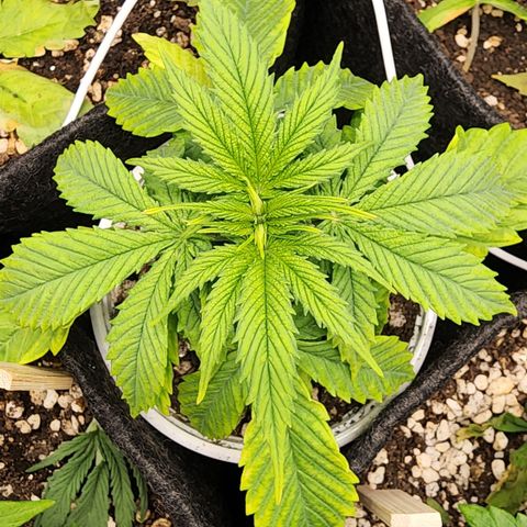 Degusta #1 growlog photo: 08h10