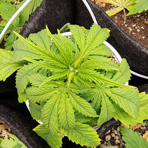 Degusta #1 growlog photo: 08h44