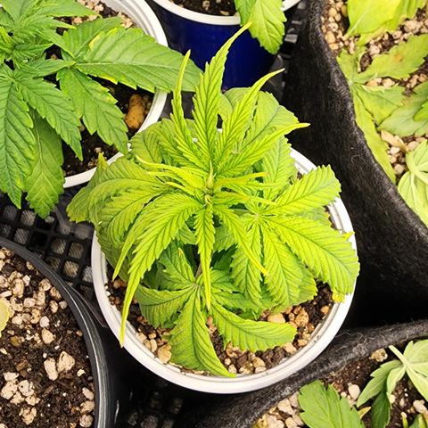 Degusta #1 growlog photo: 08h53