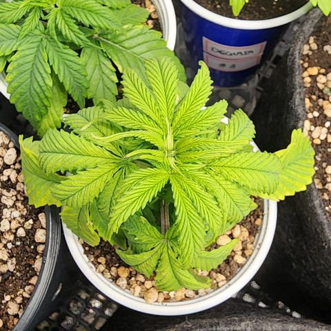 Degusta #1 growlog photo: 09h56