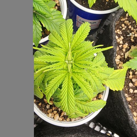 Degusta #1 growlog photo: 18h48