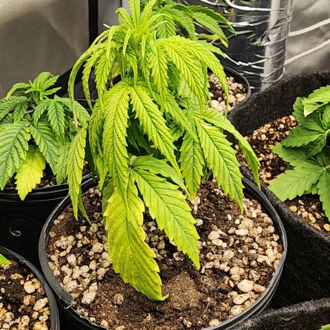 Degusta #1 growlog photo: 11h22