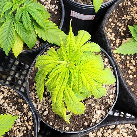Degusta #1 growlog photo: 11h22