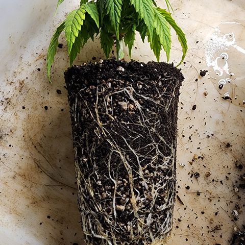 Degusta #1 growlog photo: 11h15