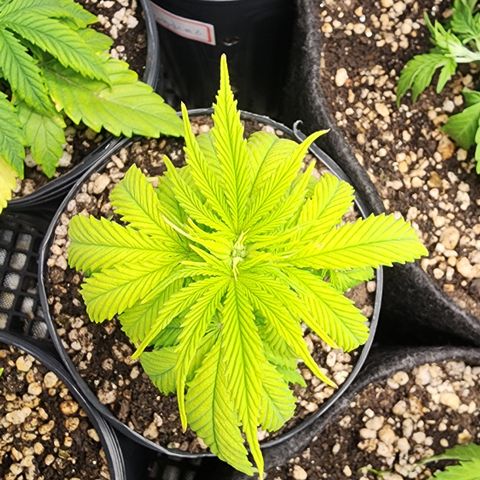 Degusta #1 growlog photo: 10h14