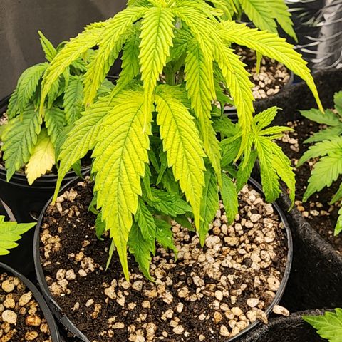 Degusta #1 growlog photo: 11h56