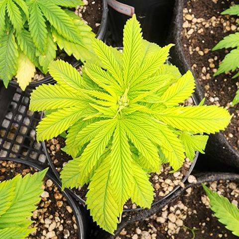 Degusta #1 growlog photo: 11h56