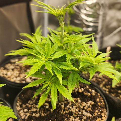 Degusta #1 growlog photo: 21h40