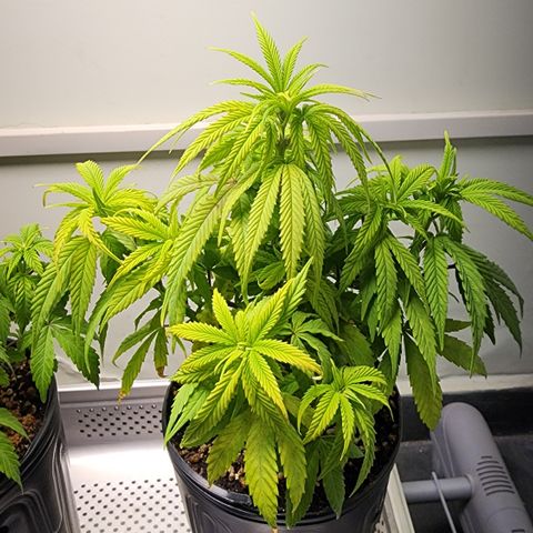 Degusta #1 growlog photo: 22h48