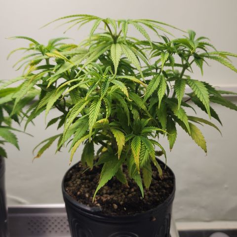 Degusta #1 growlog photo: 12h50