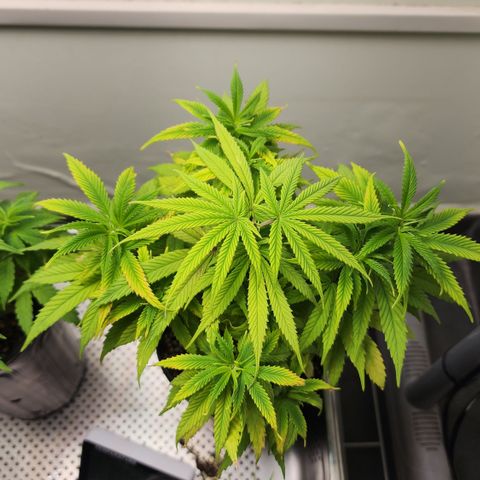 Degusta #1 growlog photo: 12h50