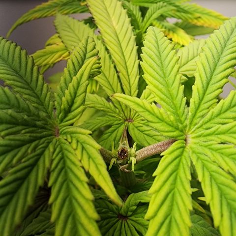 Degusta #1 growlog photo: poda top | 19h00