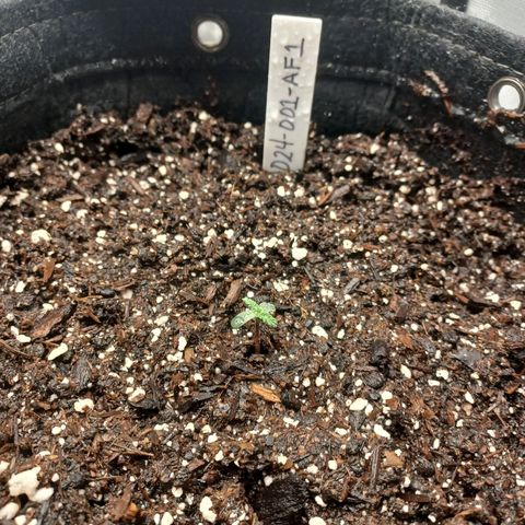 AF1 growlog timeline photo