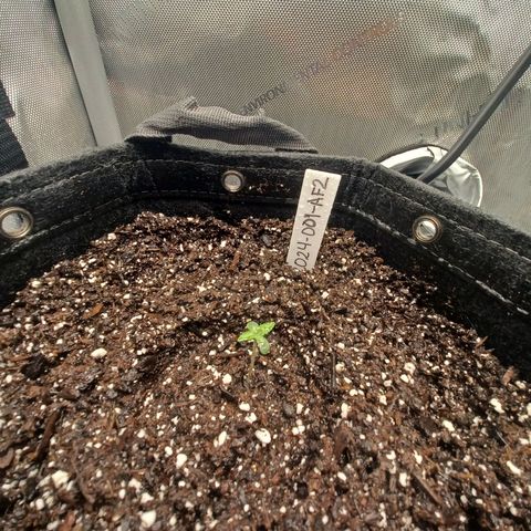 AF2 growlog timeline photo