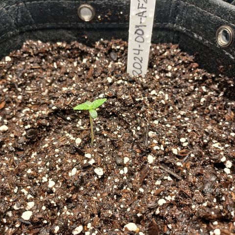 AF2 growlog timeline photo