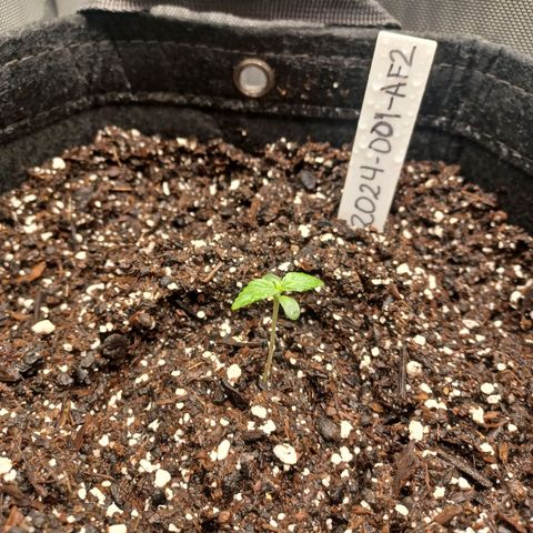 AF2 growlog timeline photo
