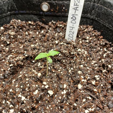 AF2 growlog timeline photo
